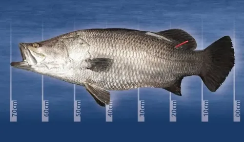 Million Dollar Fish